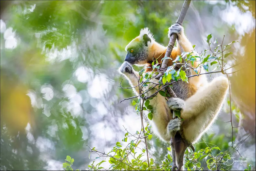 Madagascar nord & est : nord, nature, animaux, forêts, photo 64 d’Olivier Bourguet