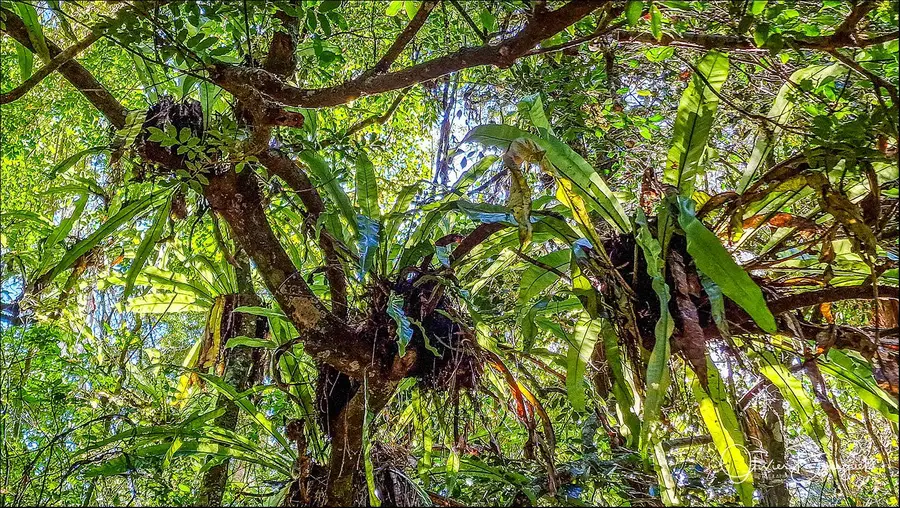 Madagascar nord & est : nord, forêts, fleurs, photo 67 d’Olivier Bourguet