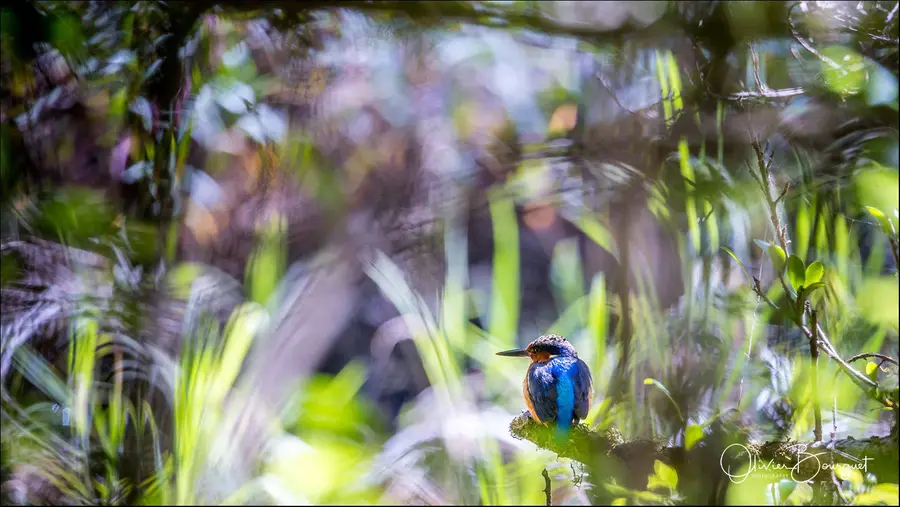 Madagascar nord & est : nord, nature, animaux, forêts, photo 68 d’Olivier Bourguet