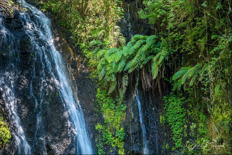 Madagascar nord & est : nord, forêts, photo 70 d’Olivier Bourguet