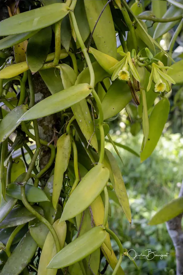 Madagascar nord & est : nord, vanille, photo 149 d’Olivier Bourguet