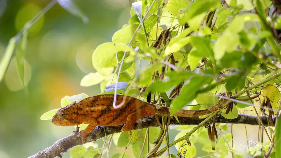 Madagascar nord & est : nord, nature, animaux, forêts, photo 176 d’Olivier Bourguet