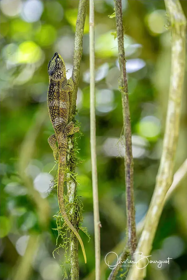 Madagascar nord & est : nord, nature, animaux, forêts, photo 179 d’Olivier Bourguet
