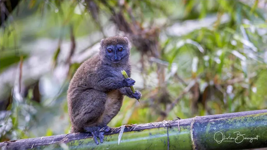 Madagascar nord & est : nord, nature, animaux, forêts, photo 4 d’Olivier Bourguet