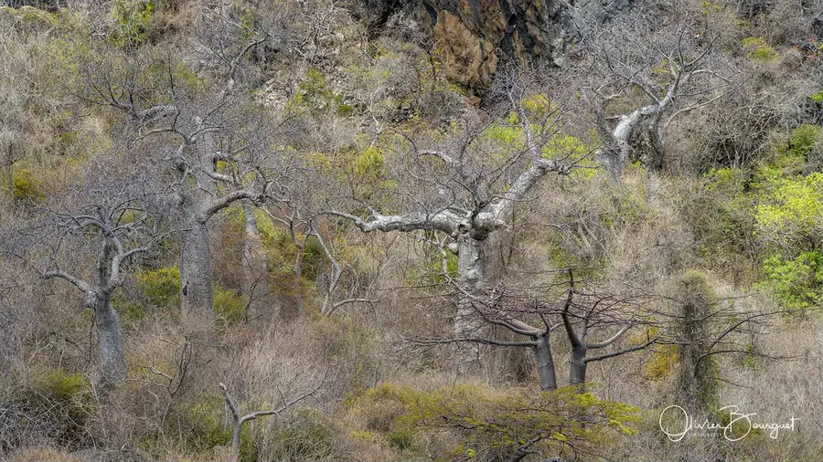 Madagascar nord & est : nord, forêts, photo 186 d’Olivier Bourguet
