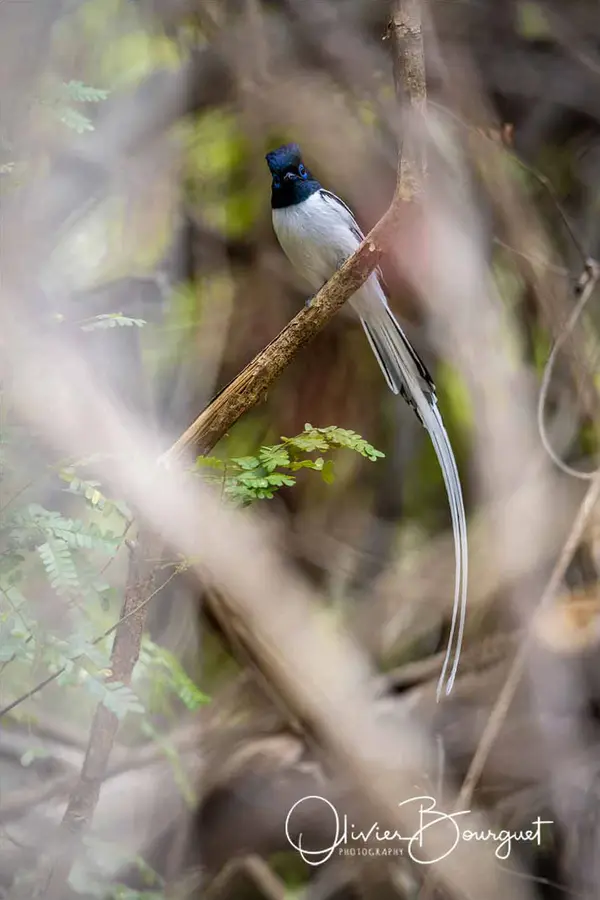 Madagascar nord & est : nord, nature, animaux, forêts, photo 188 d’Olivier Bourguet