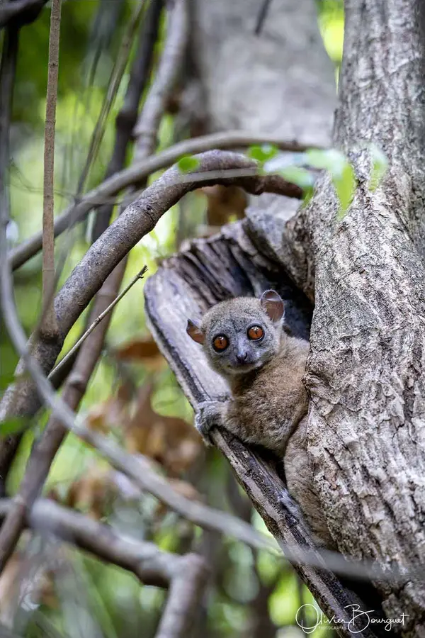 Madagascar nord & est : nord, nature, animaux, forêts, photo 195 d’Olivier Bourguet