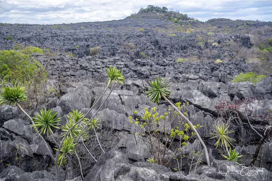 Madagascar nord & est : nord, nature, paysages, photo 196 d’Olivier Bourguet