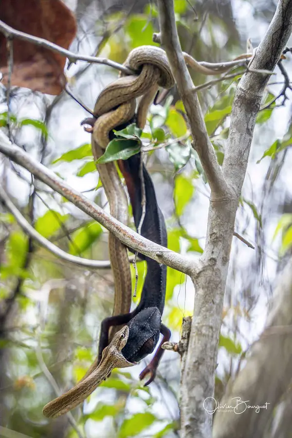Best of : madagascar, animaux, activités, verticales, photo 3 d’Olivier Bourguet