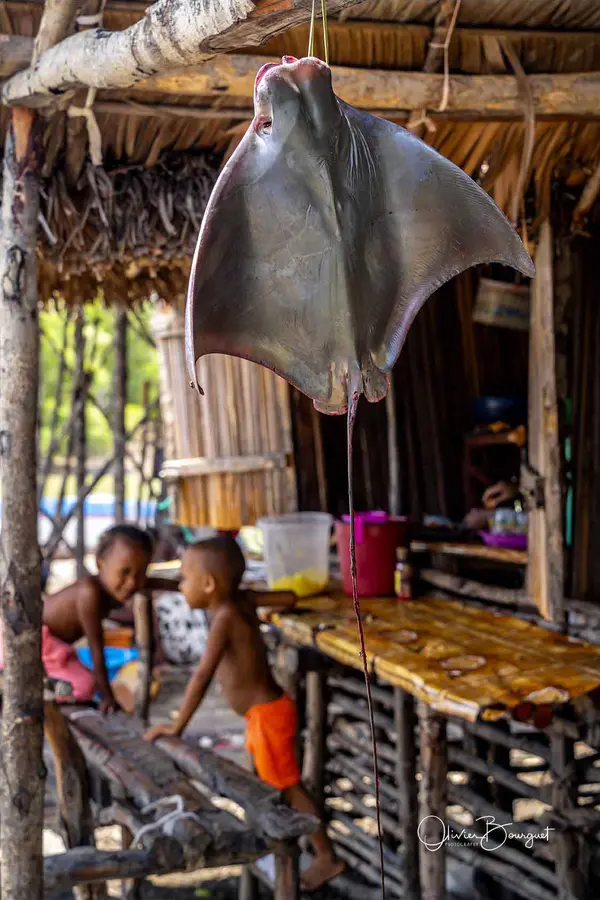 Best of : madagascar, animaux, activités, photo 277 d’Olivier Bourguet