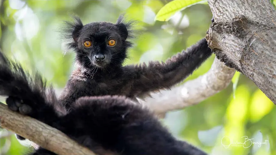 Madagascar nord & est : nord, nature, animaux, forêts, photo 203 d’Olivier Bourguet