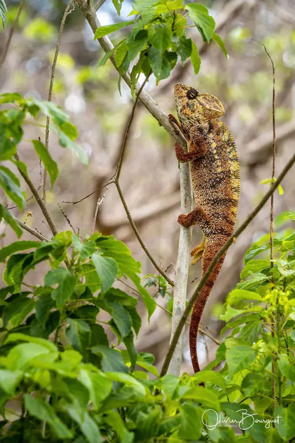 Madagascar nord & est : nord, nature, animaux, forêts, photo 208 d’Olivier Bourguet