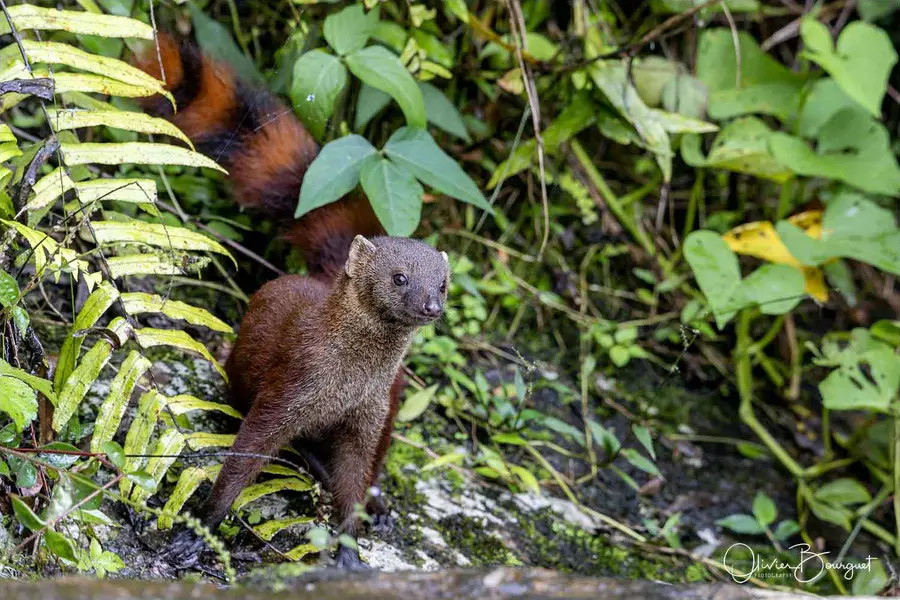Madagascar nord & est : nord, nature, animaux, forêts, photo 8 d’Olivier Bourguet
