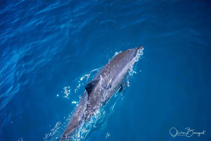 Madagascar nord & est : nord, nature, animaux, mer, photo 228 d’Olivier Bourguet