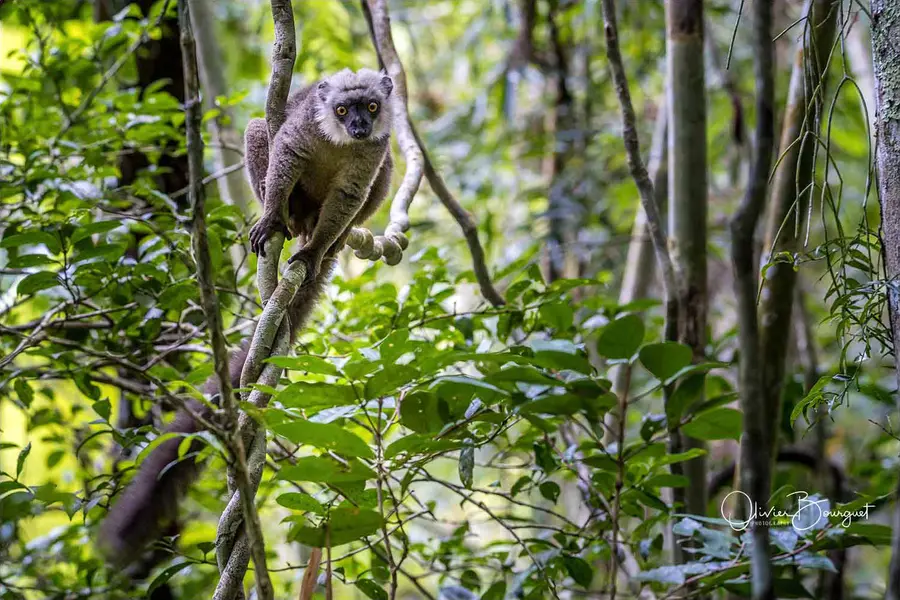 Best of : madagascar, animaux, photo 272 d’Olivier Bourguet