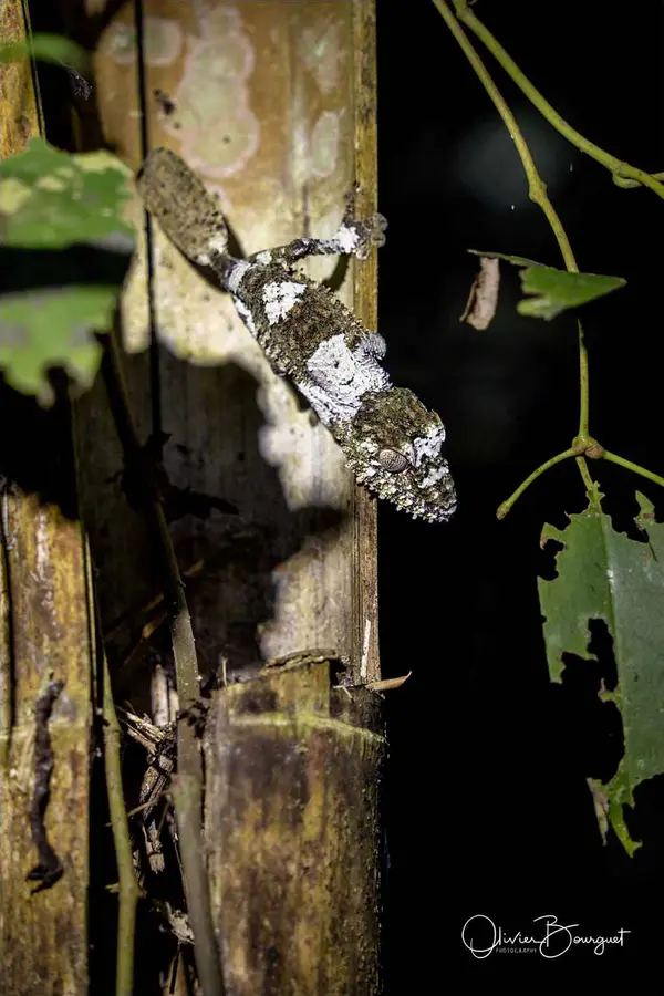 Madagascar nord & est : nord, nature, animaux, forêts, photo 157 d’Olivier Bourguet