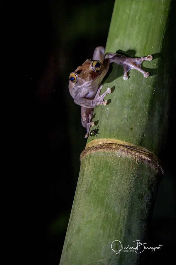 Madagascar nord & est : nord, nature, animaux, forêts, photo 161 d’Olivier Bourguet
