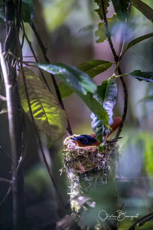 Best of : madagascar, animaux, verticales, photo 273 d’Olivier Bourguet
