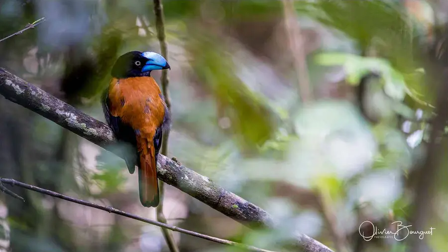Best of : madagascar, animaux, photo 274 d’Olivier Bourguet