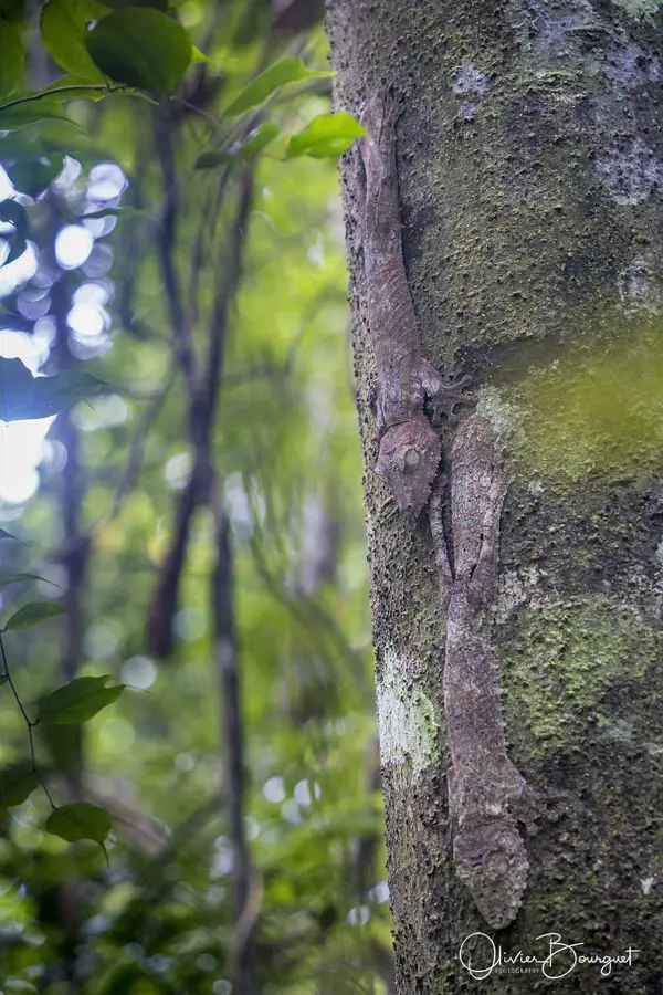 Madagascar nord & est : nord, nature, animaux, forêts, photo 166 d’Olivier Bourguet
