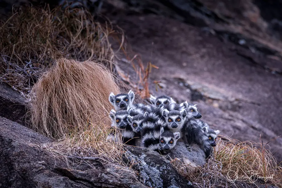 Best of : madagascar, animaux, nature, photo 131 d’Olivier Bourguet
