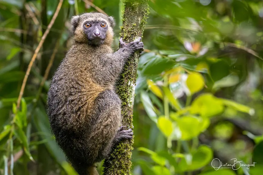 Best of : madagascar, animaux, nature, photo 142 d’Olivier Bourguet
