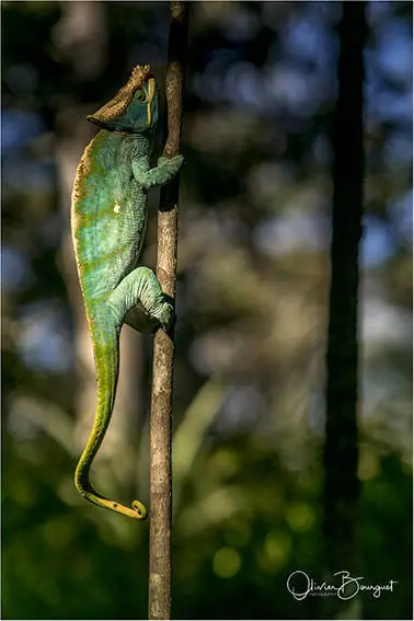 Madagascar sud & ouest : est, nature, animaux, forêts, photo 32 d’Olivier Bourguet