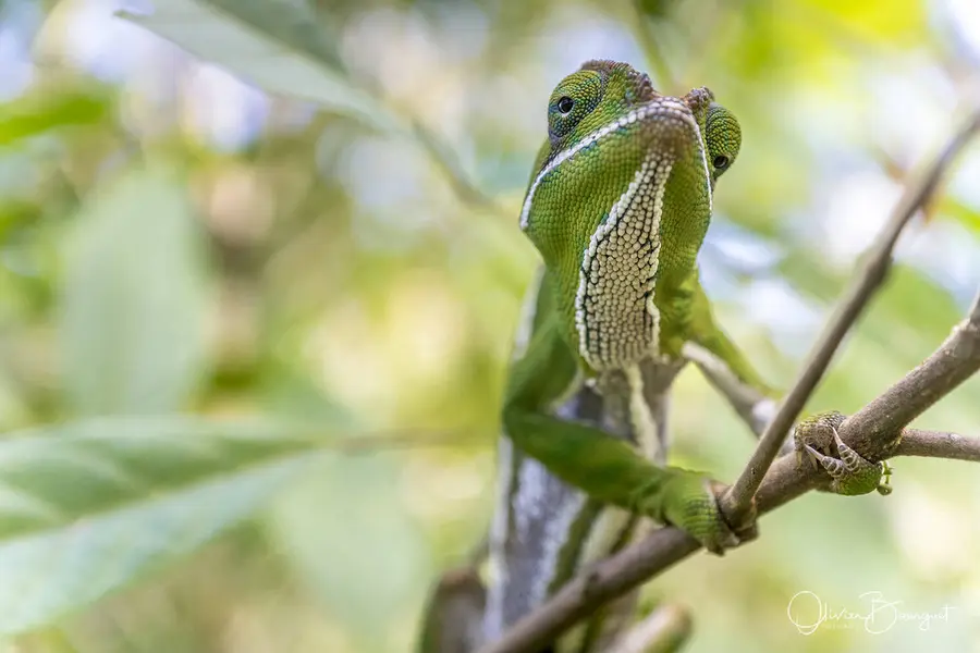 Best of : madagascar, animaux, nature, photo 143 d’Olivier Bourguet