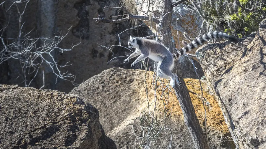 Madagascar sud & ouest : sud, nature, animaux, photo 42 d’Olivier Bourguet