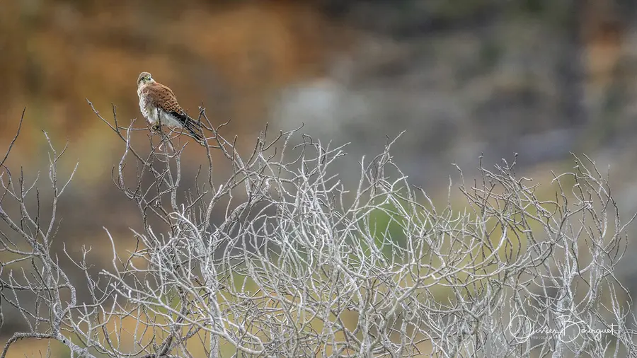 Madagascar sud & ouest : sud, nature, animaux, Isalo, photo 45 d’Olivier Bourguet