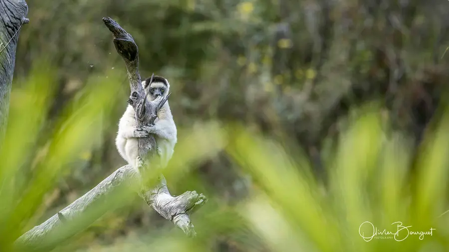 Sélection de mes plus belles images : madagascar 5, photo 56 d’Olivier Bourguet