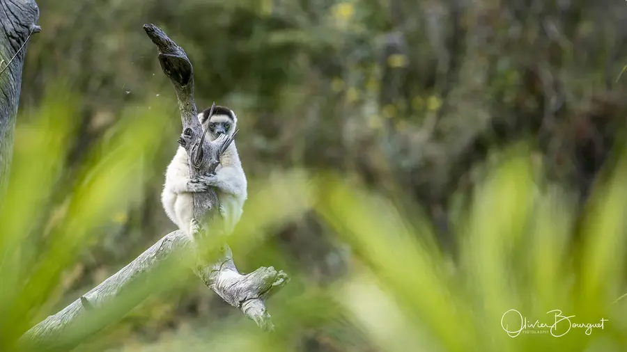 Best of : madagascar, animaux, nature, photo 146 d’Olivier Bourguet
