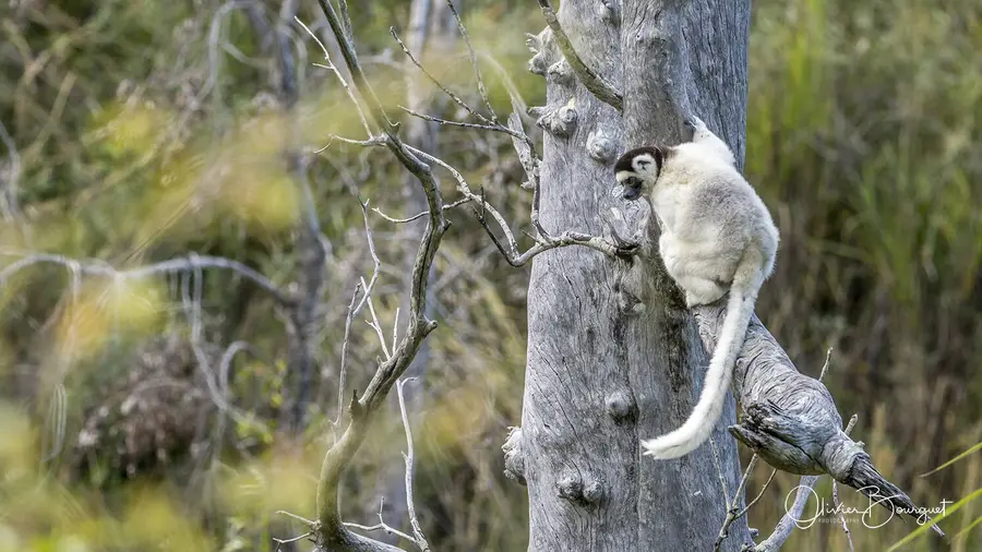 Madagascar sud & ouest : sud, nature, animaux, forêts, Isalo, photo 48 d’Olivier Bourguet
