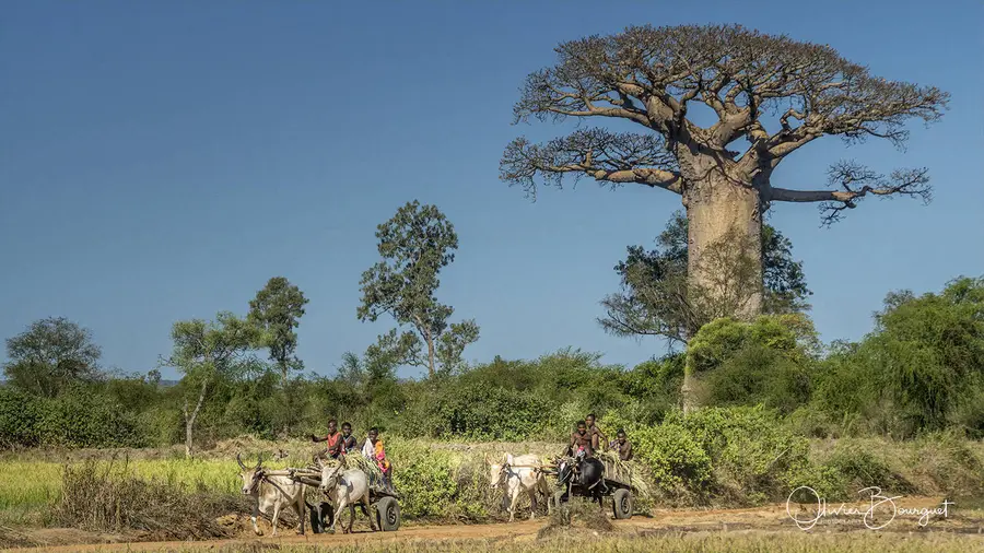 Madagascar, 2019