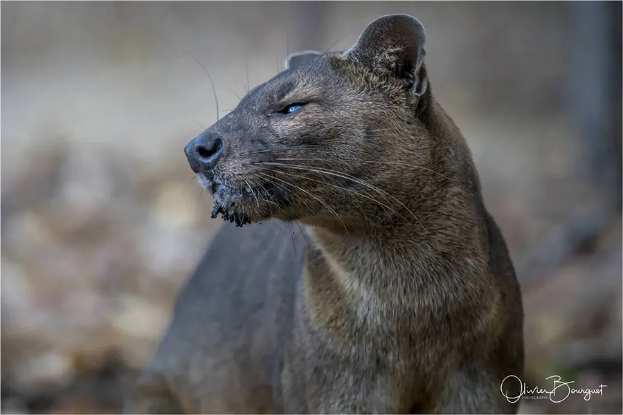 Madagascar sud & ouest : ouest, nature, animaux, forêts, photo 67 d’Olivier Bourguet