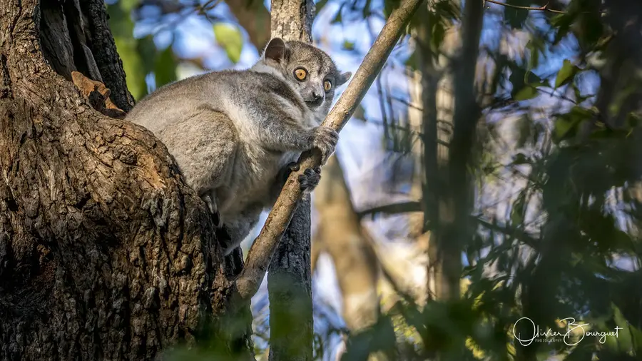 Madagascar sud & ouest : ouest, nature, animaux, forêts, photo 68 d’Olivier Bourguet
