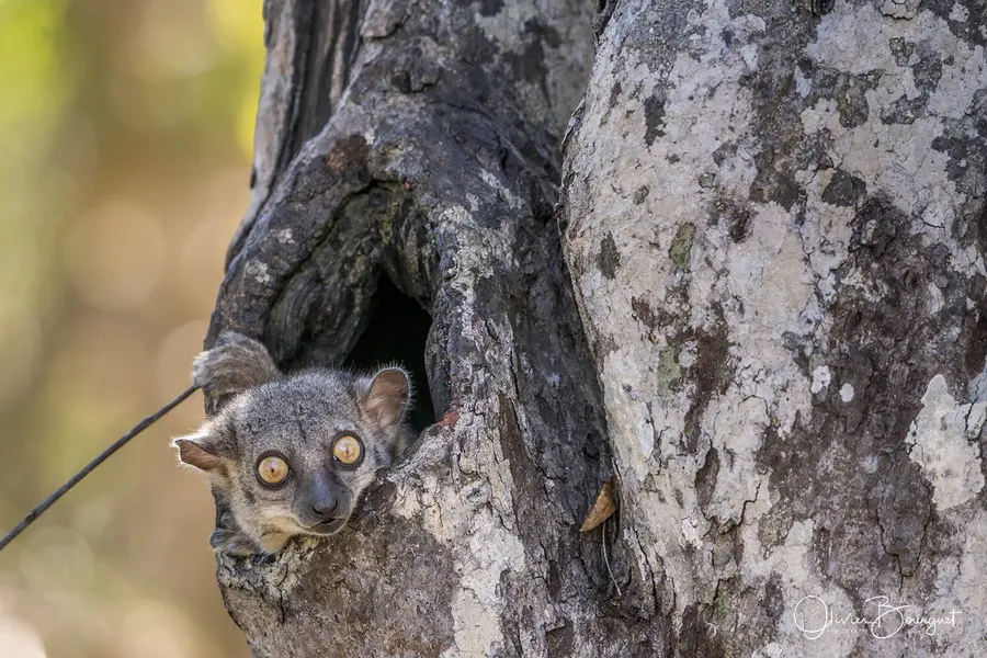 Sélection de mes plus belles images : madagascar 12, photo 83 d’Olivier Bourguet