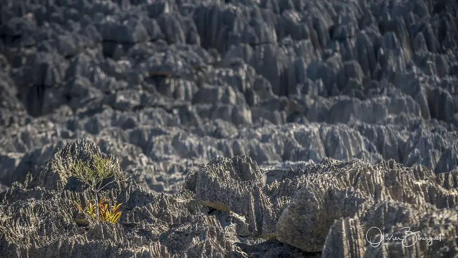 Madagascar sud & ouest : ouest, nature, paysages, Tsingy Bemaraha, photo 73 d’Olivier Bourguet