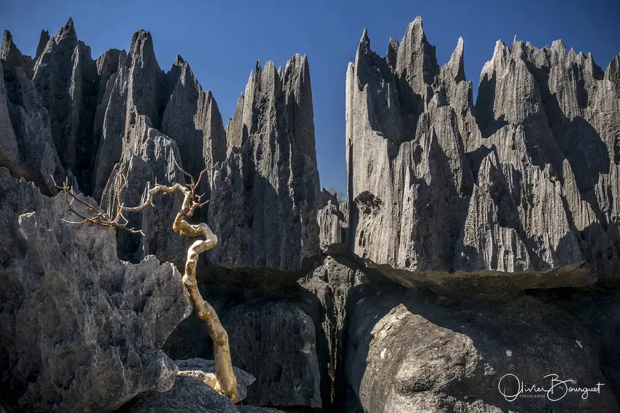 Madagascar sud & ouest : ouest, nature, paysages, Tsingy Bemaraha, photo 76 d’Olivier Bourguet