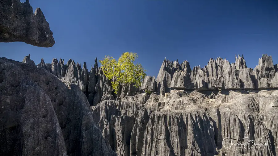 Madagascar sud & ouest : ouest, nature, paysages, Tsingy Bemaraha, photo 77 d’Olivier Bourguet