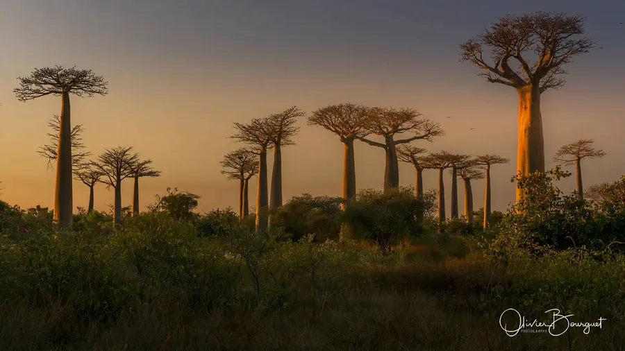 Madagascar sud & ouest : ouest, nature, paysages, couché de soleil, fleurs, photo 80 d’Olivier Bourguet