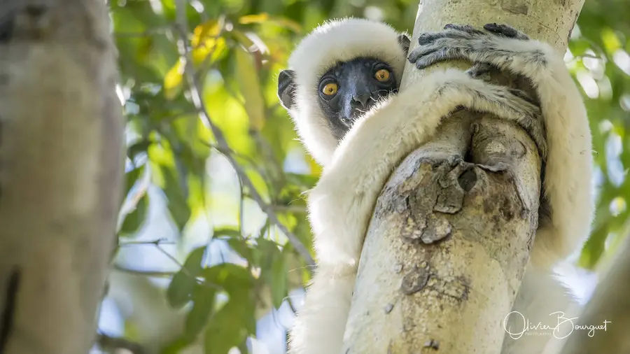 Madagascar sud & ouest : ouest, nature, animaux, forêts, photo 81 d’Olivier Bourguet