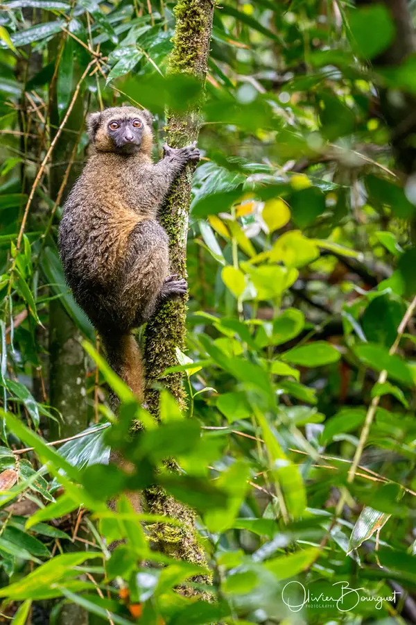Sélection de mes plus belles images : madagascar 14, photo 87 d’Olivier Bourguet