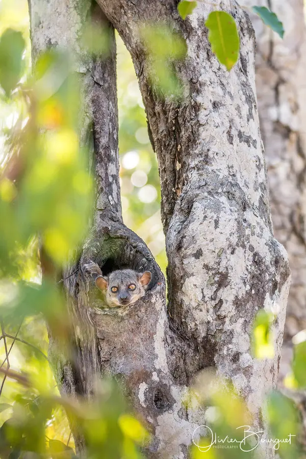 Best of : madagascar, animaux, verticales, nature, photo 158 d’Olivier Bourguet