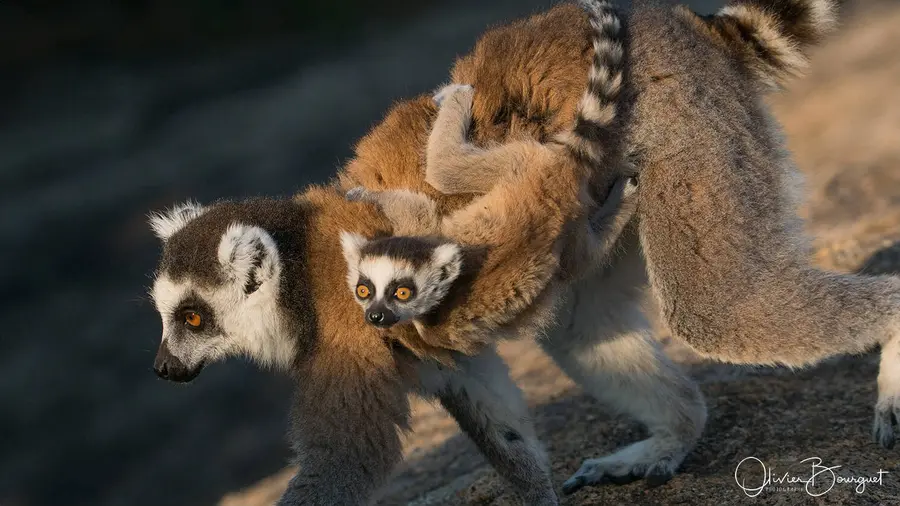 Best of : madagascar, animaux, nature, photo 160 d’Olivier Bourguet