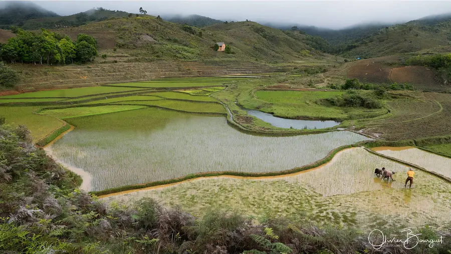 Madagascar sud & ouest : sud, paysages, riz, photo 87 d’Olivier Bourguet