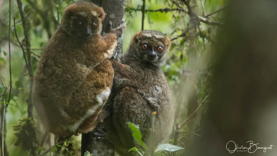 Madagascar sud & ouest : est, nature, animaux, forêts, photo 89 d’Olivier Bourguet