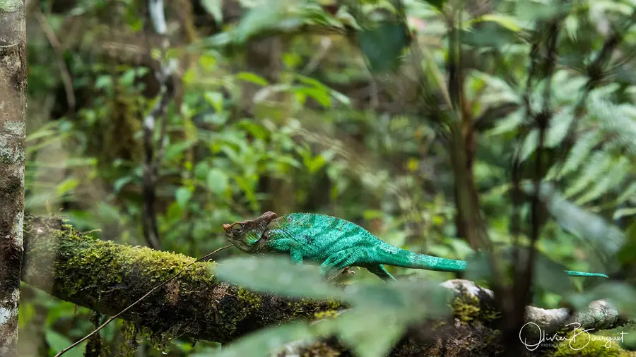 Best of : madagascar, animaux, nature, photo 161 d’Olivier Bourguet