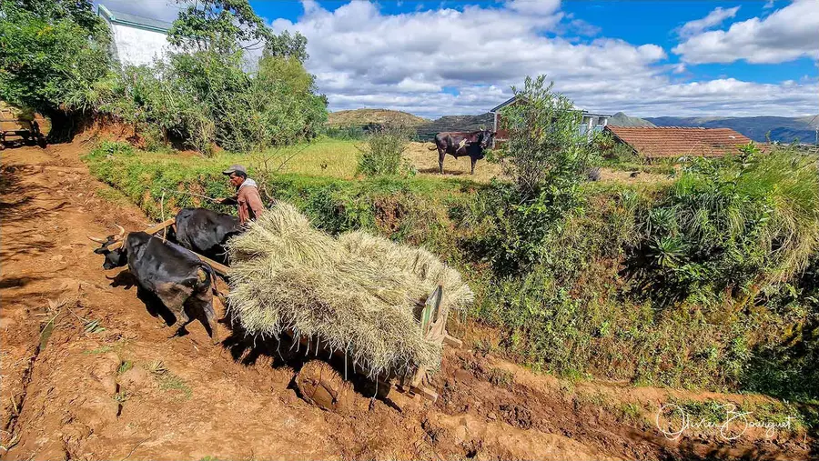 Madagascar sud 2025, au smartphone seulement : villes, activités, photo 10 d’Olivier Bourguet