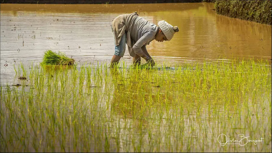 Madagascar sud & ouest : riz, activités, sud, photo 98 d’Olivier Bourguet